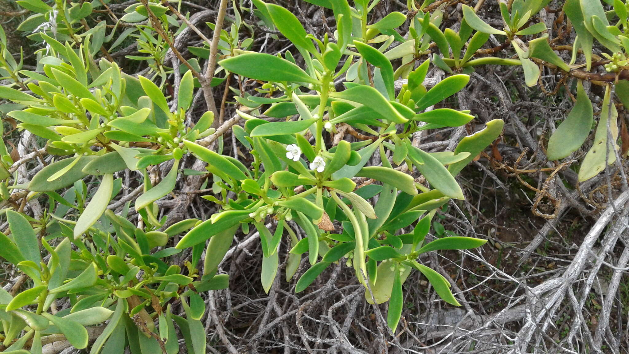 Myoporum insulare R. Br. resmi