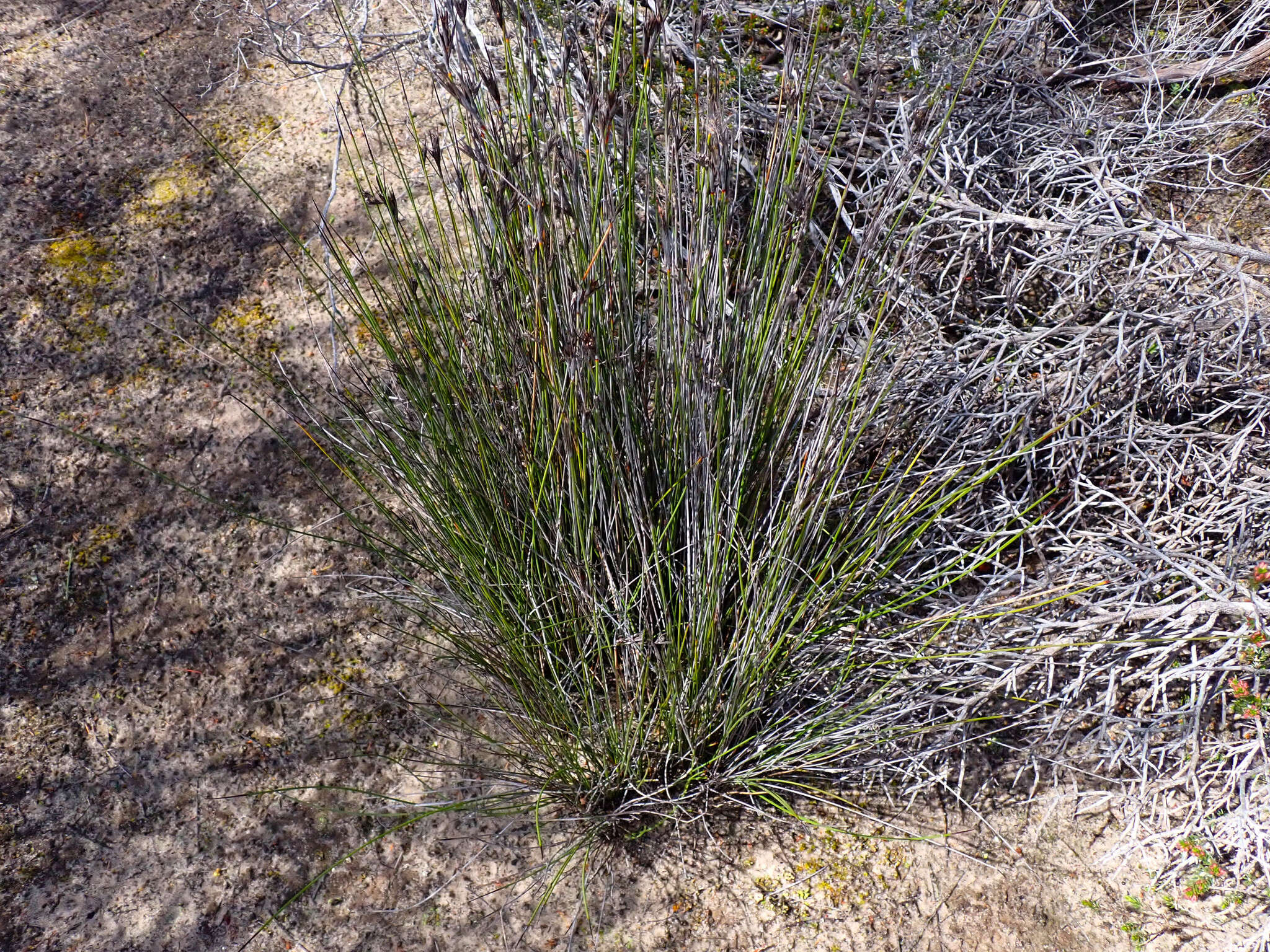 Image of Lepidosperma carphoides F. Muell. ex Benth.