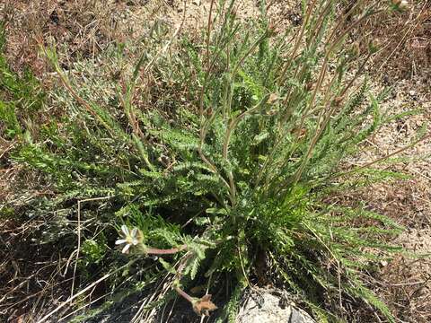 Image de Horkeliella purpurascens (S. Wats.) Rydb.