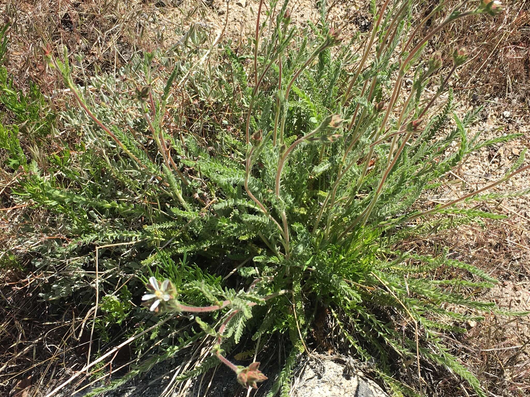 Слика од Horkeliella purpurascens (S. Wats.) Rydb.