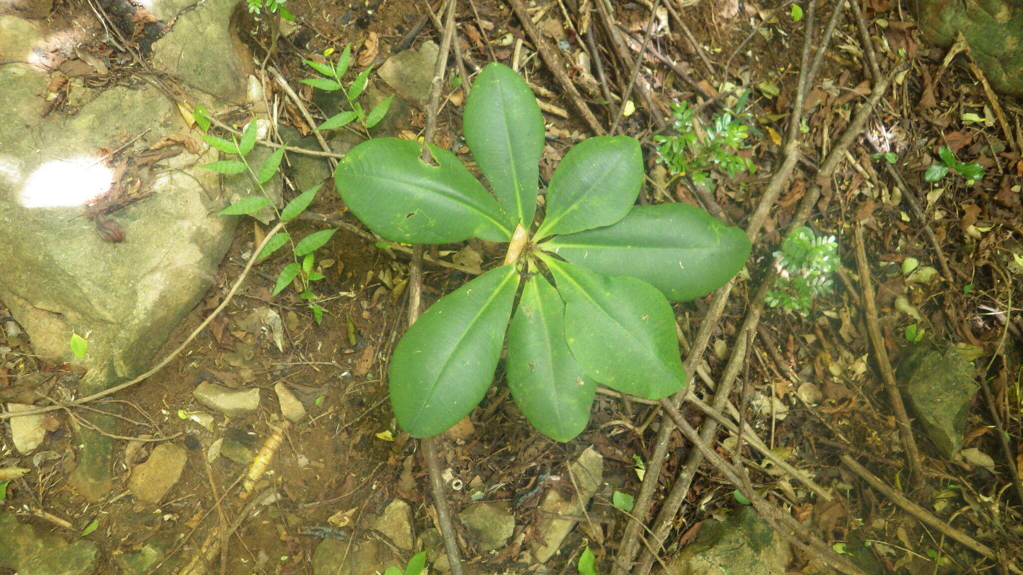 Euphorbia viguieri Denis resmi