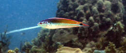 Image of Painted wrasse