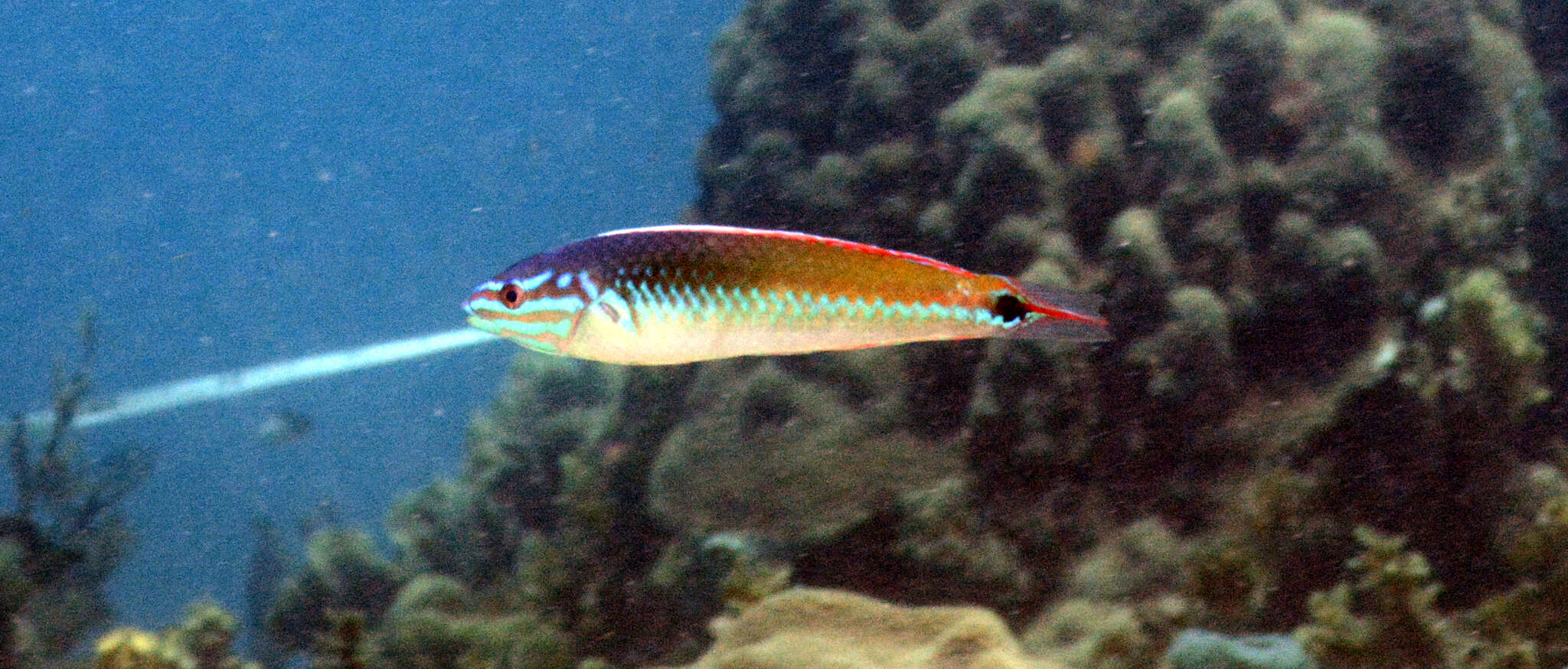 Image of Painted wrasse