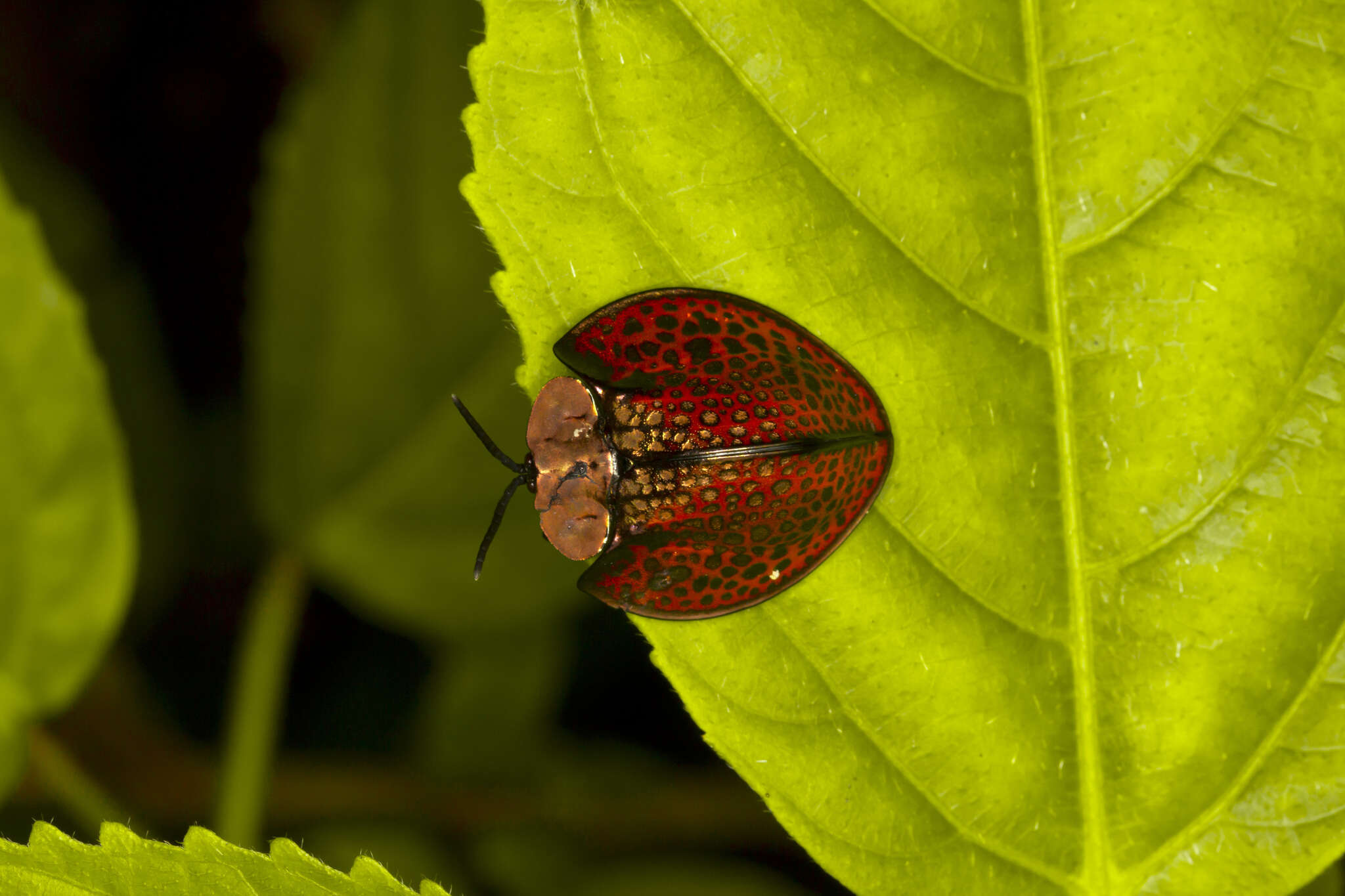 Image of Eugenysa cuprifulgens (Spaeth 1919)