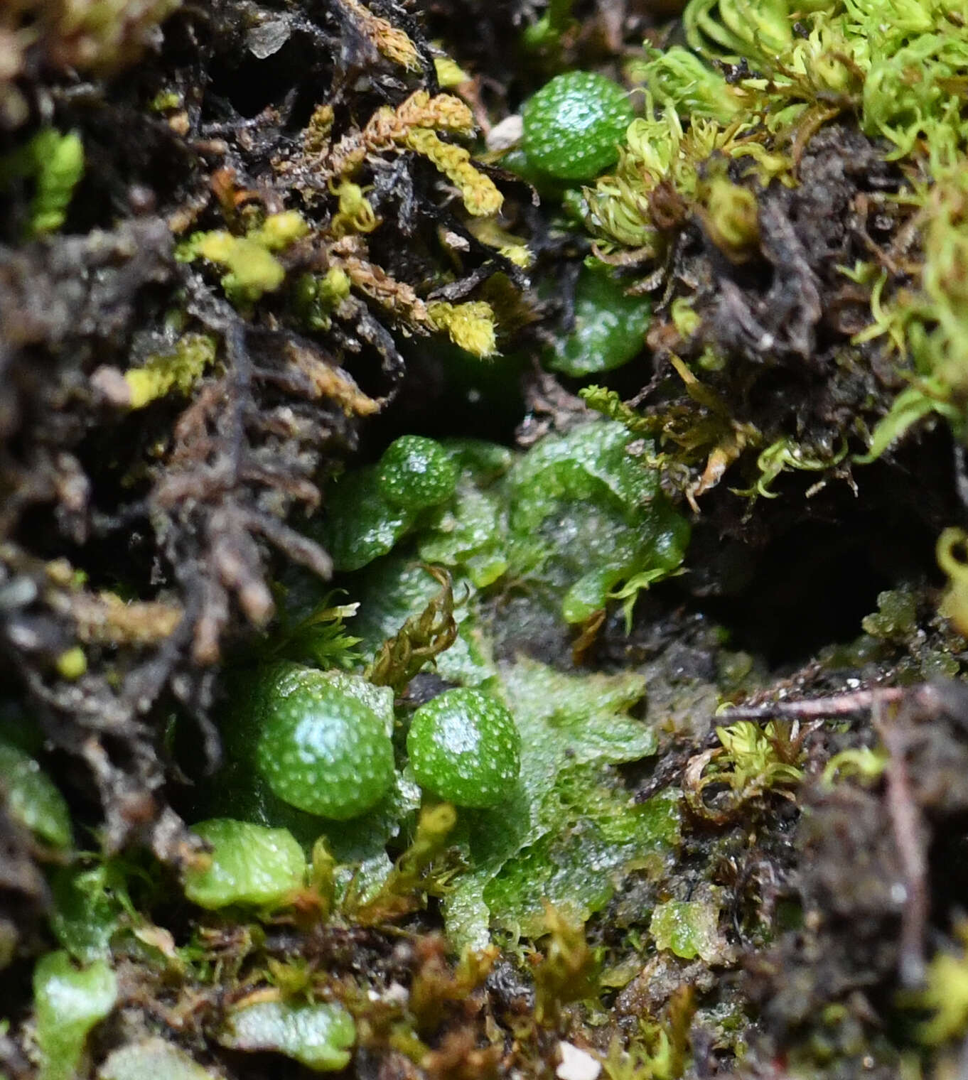 Image of Mannia gracilis (F. Weber) D. B. Schill & D. G. Long