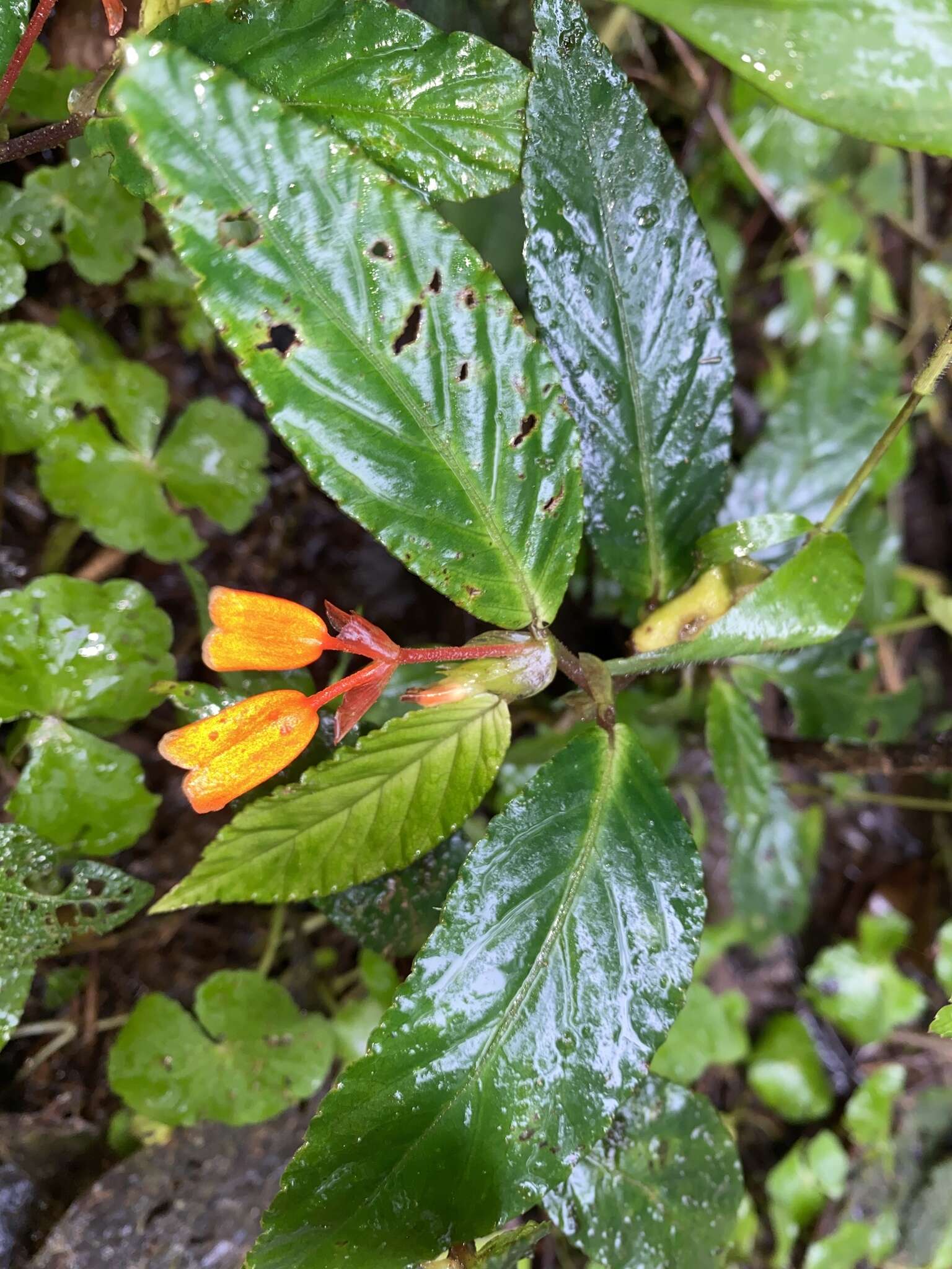 Слика од Begonia kalbreyeri (Oliv.) L. B. Sm. & B. G. Schub.