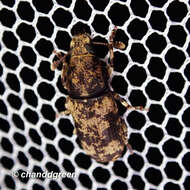 صورة Basitropis nitidicutis Jekel 1855