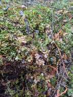 Image of Appalachian rhizomnium moss