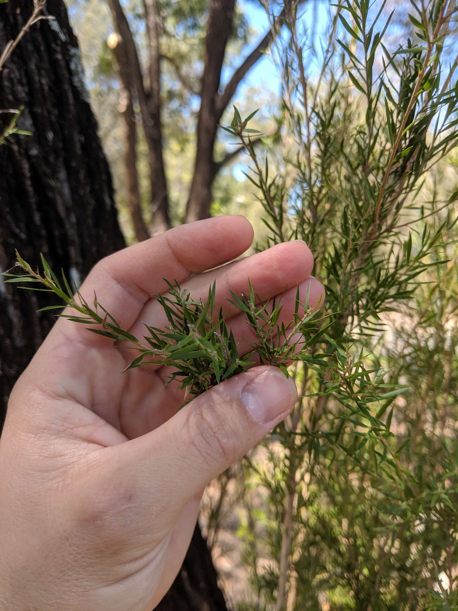 Image of river teatree