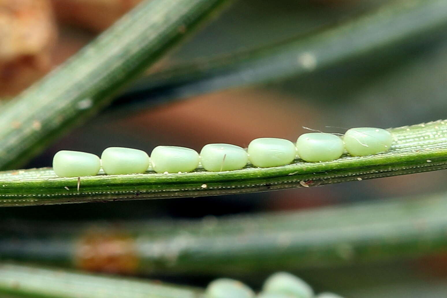 Bupalus resmi