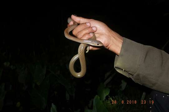 Image of Chinese Ratsnake