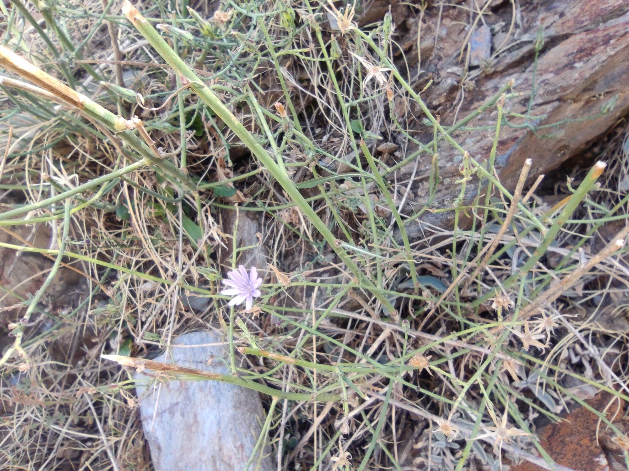 Image of Lactuca tenerrima Pourr.