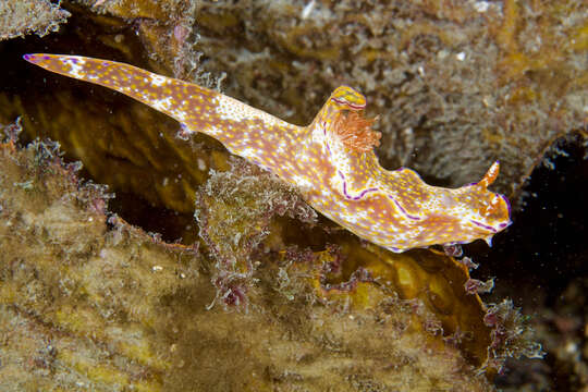 Image of Purple edged yellow spot slug