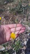 Image of Crepis alpina L.