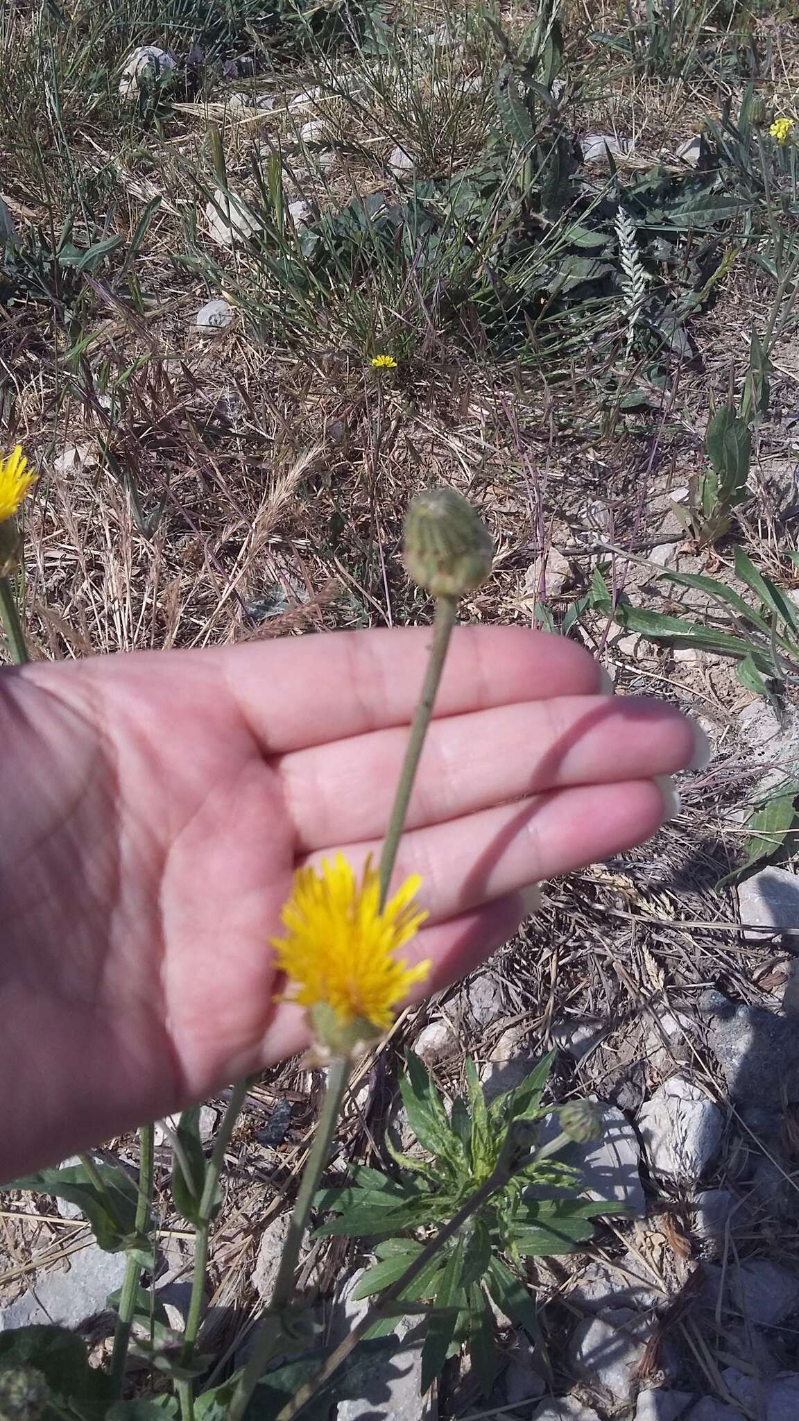 صورة Crepis alpina L.