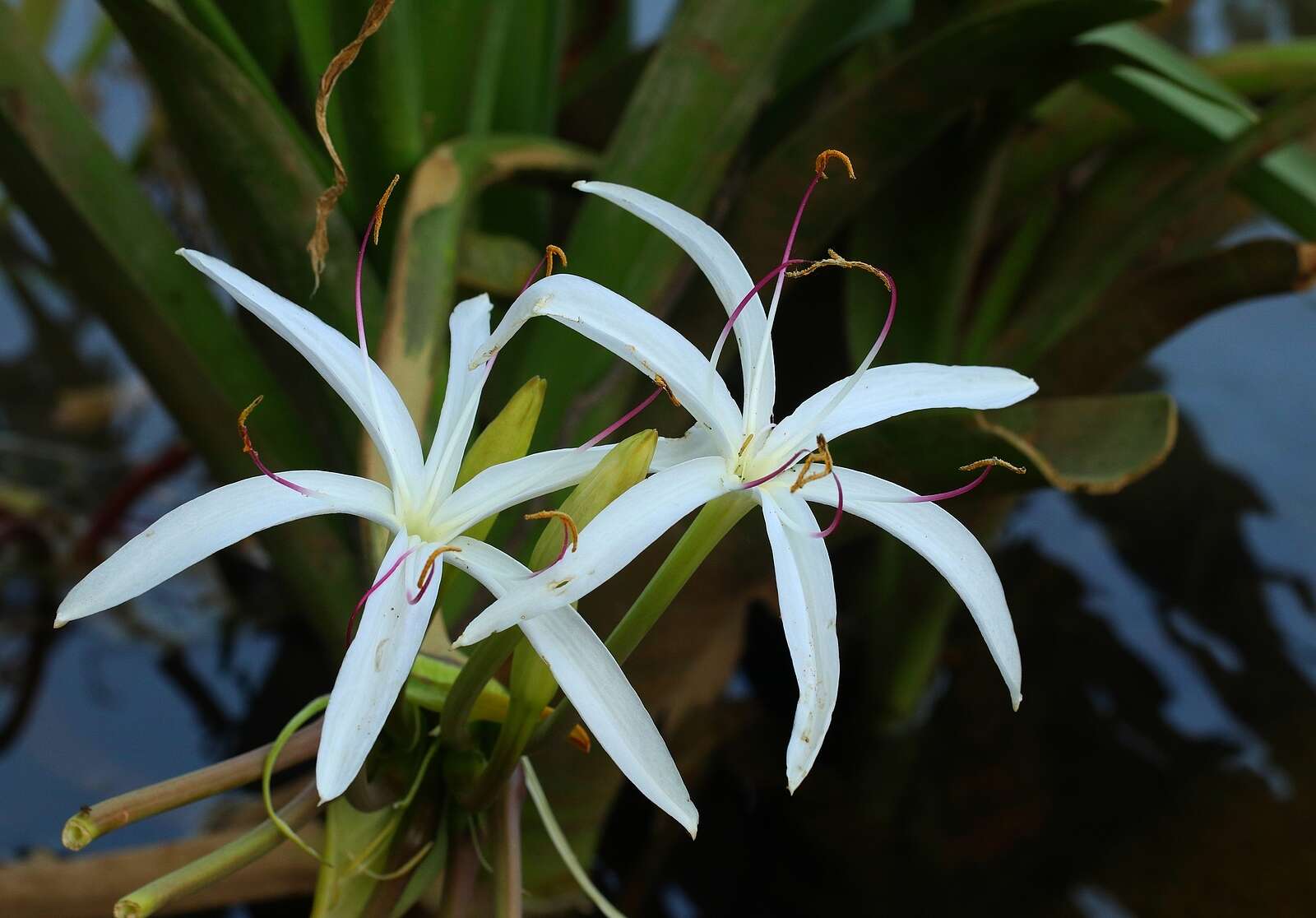 Слика од Crinum viviparum (Lam.) R. Ansari & V. J. Nair