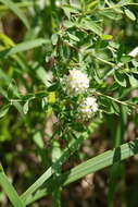 Image of Spiraea crenata L.