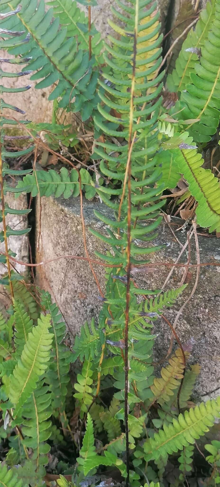 Image of Glossy Deer Fern