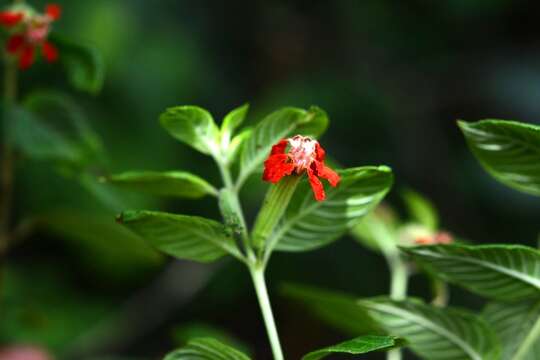 Image of Cuphea intermedia Hemsl.