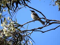 Image of Little Friarbird