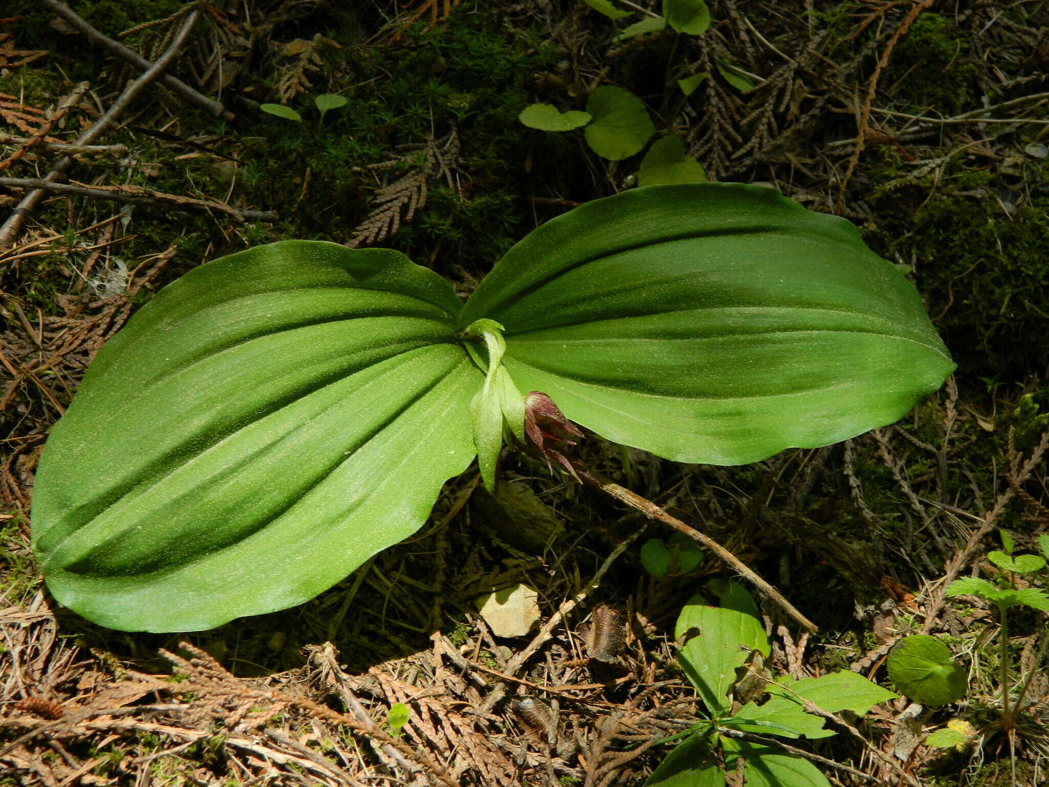 Image of Clustered lady's slipper