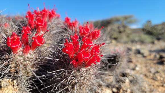 Image of Mammillaria pondii Greene