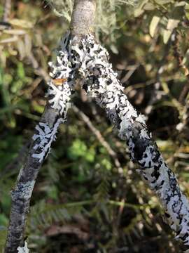 Image of sinuous hypotrachyna lichen