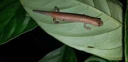 Image of Bolitoglossa peruviana (Boulenger 1883)