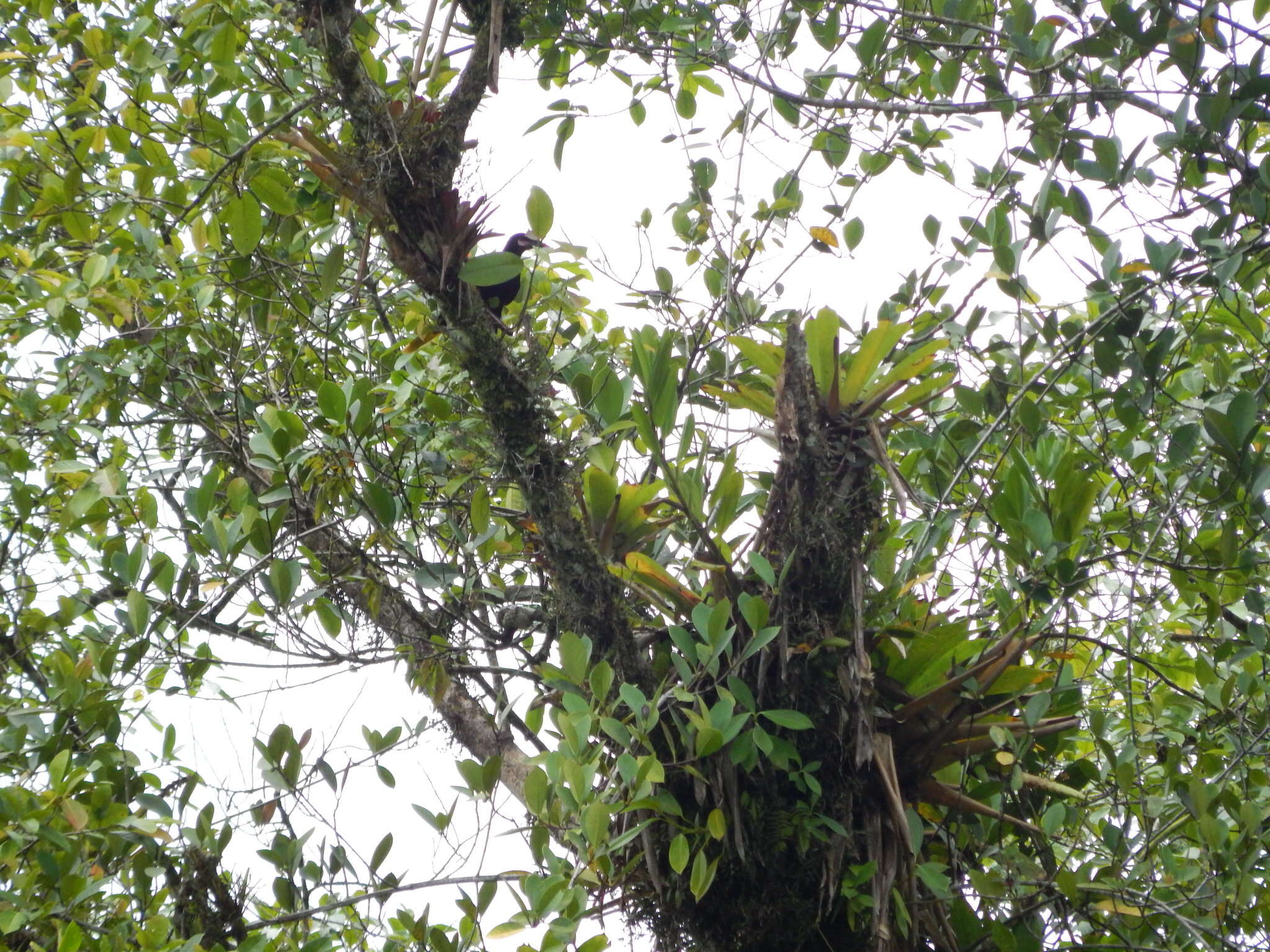 Image of Baudo Oropendola