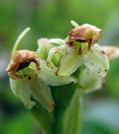 Image of bluntleaved orchid