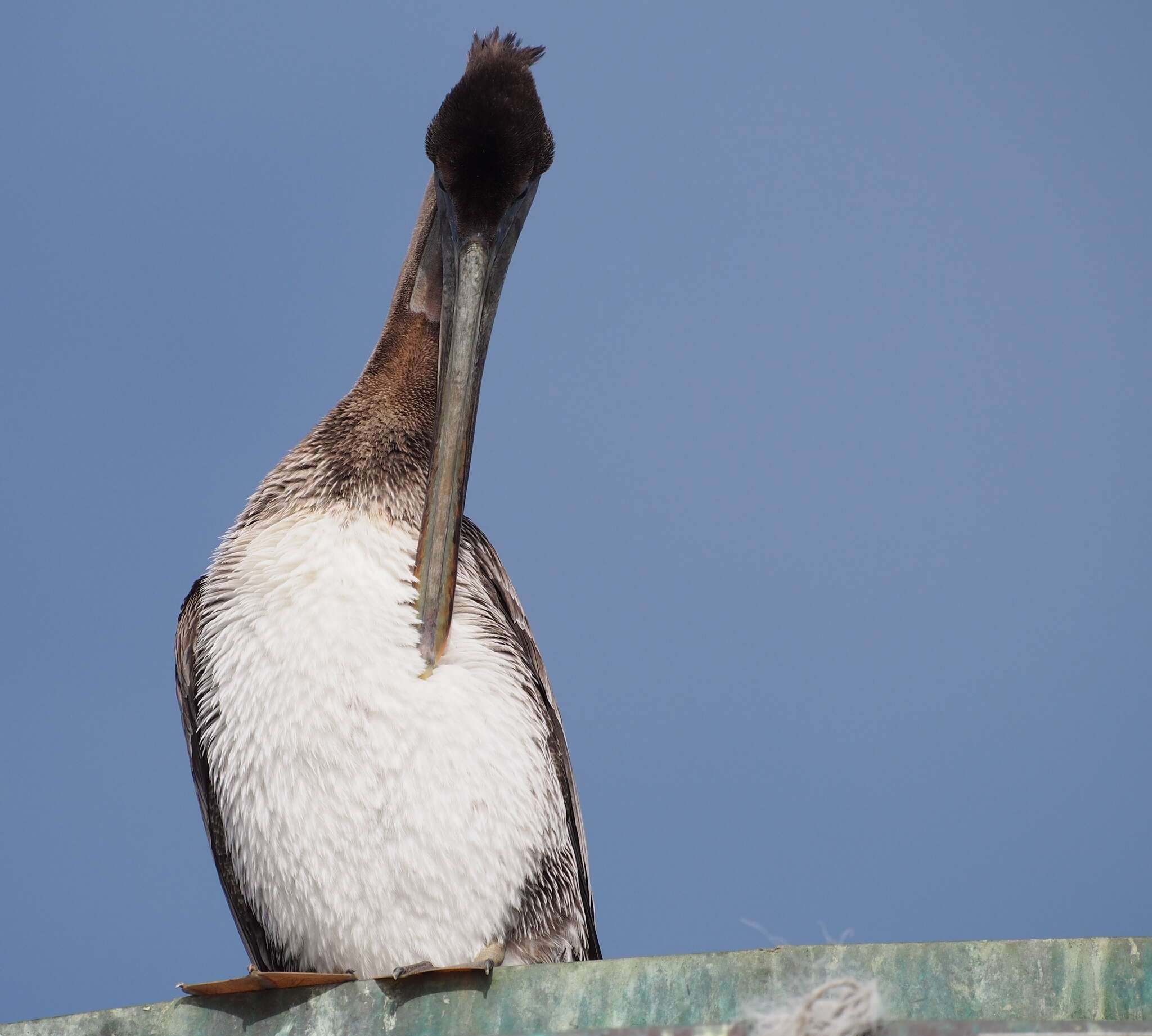 Image of California brown pelican