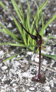 Image of Mayfly orchid