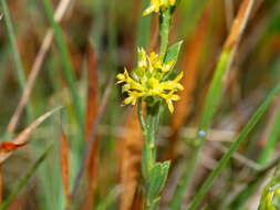 Image of Pimelea curviflora R. Br.