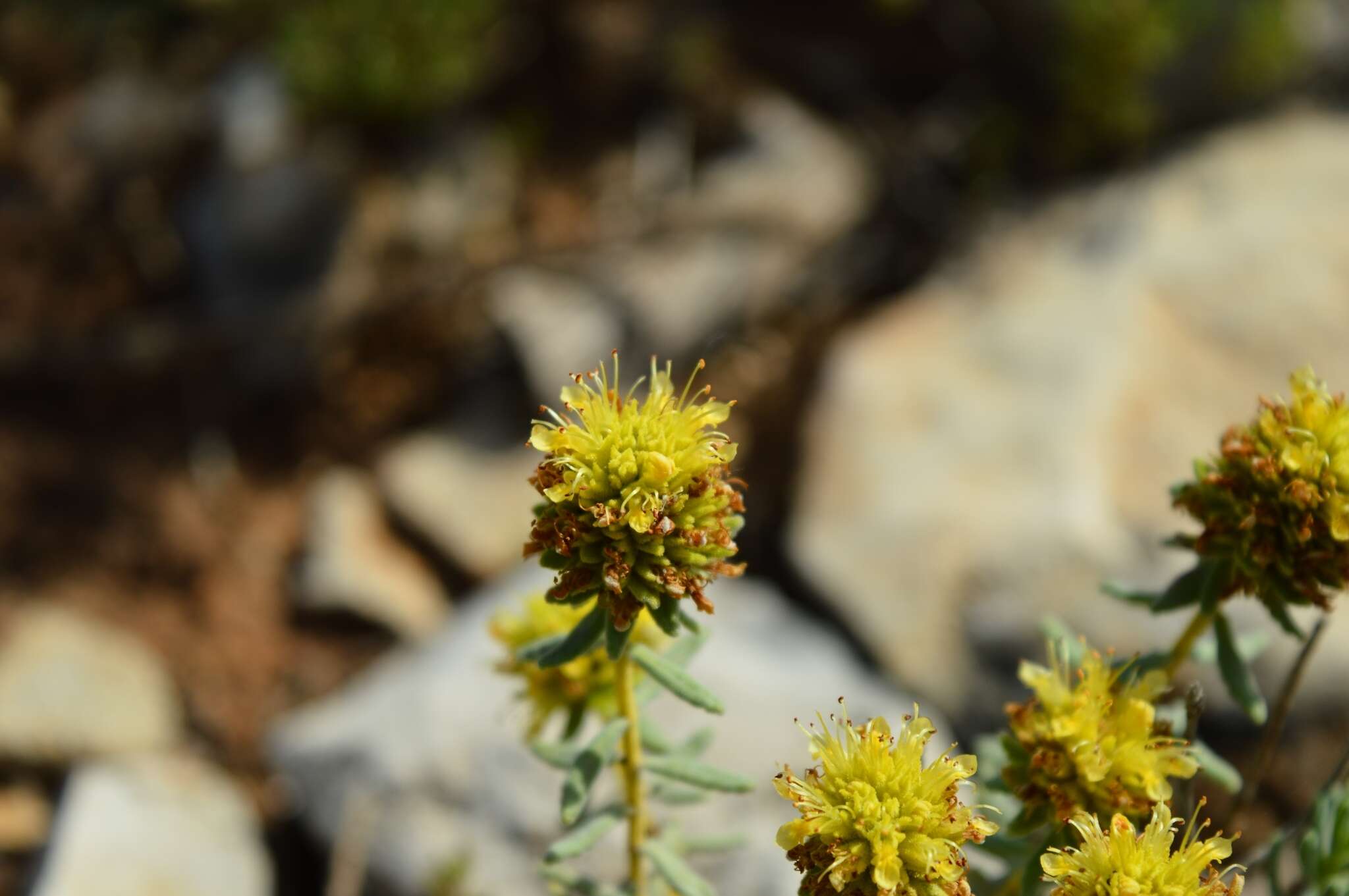 Image de Teucrium ronnigeri Sennen