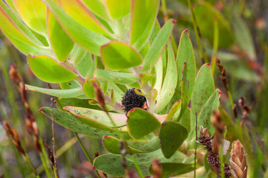 Image of Leucadendron gandogeri Schinz ex Gand.