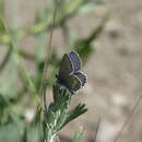 Imagem de <i>Plebejus idas longinus</i> (Nabokov 1949)