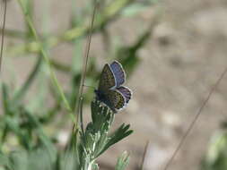 Image of <i>Plebejus idas longinus</i> (Nabokov 1949)