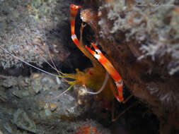 Image of yellowbanded coral shrimp