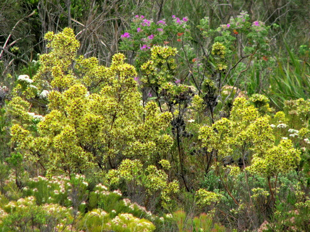 Imagem de Leucadendron floridum R. Br.