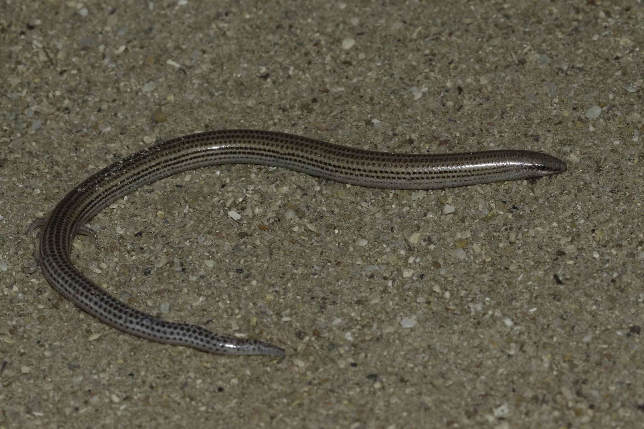 Image of Common Burrowing Skink