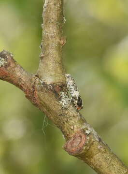 Image of Epinotia subocellana Donovan 1806