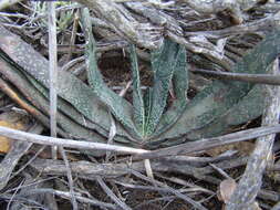 Image of Gasteria disticha (L.) Haw.