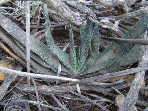 Image of Gasteria disticha (L.) Haw.