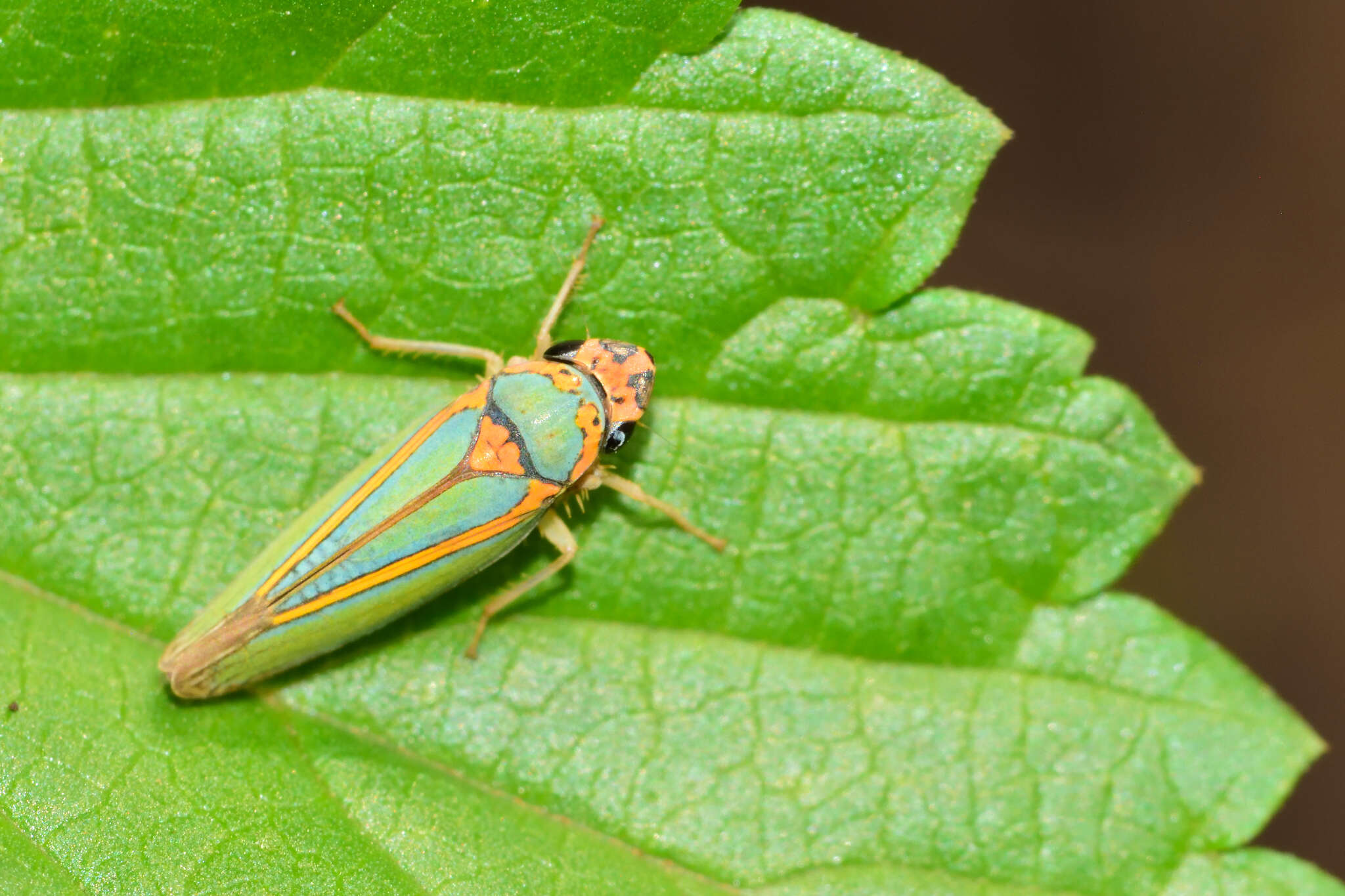 Image of Graphocephala aurolineata (Fowler 1900)