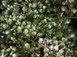 Image of hookeria moss