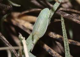 Image of Memnonia fenestrellus Ball 1937