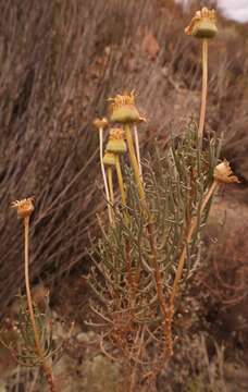 Imagem de Euryops brevilobus Compton