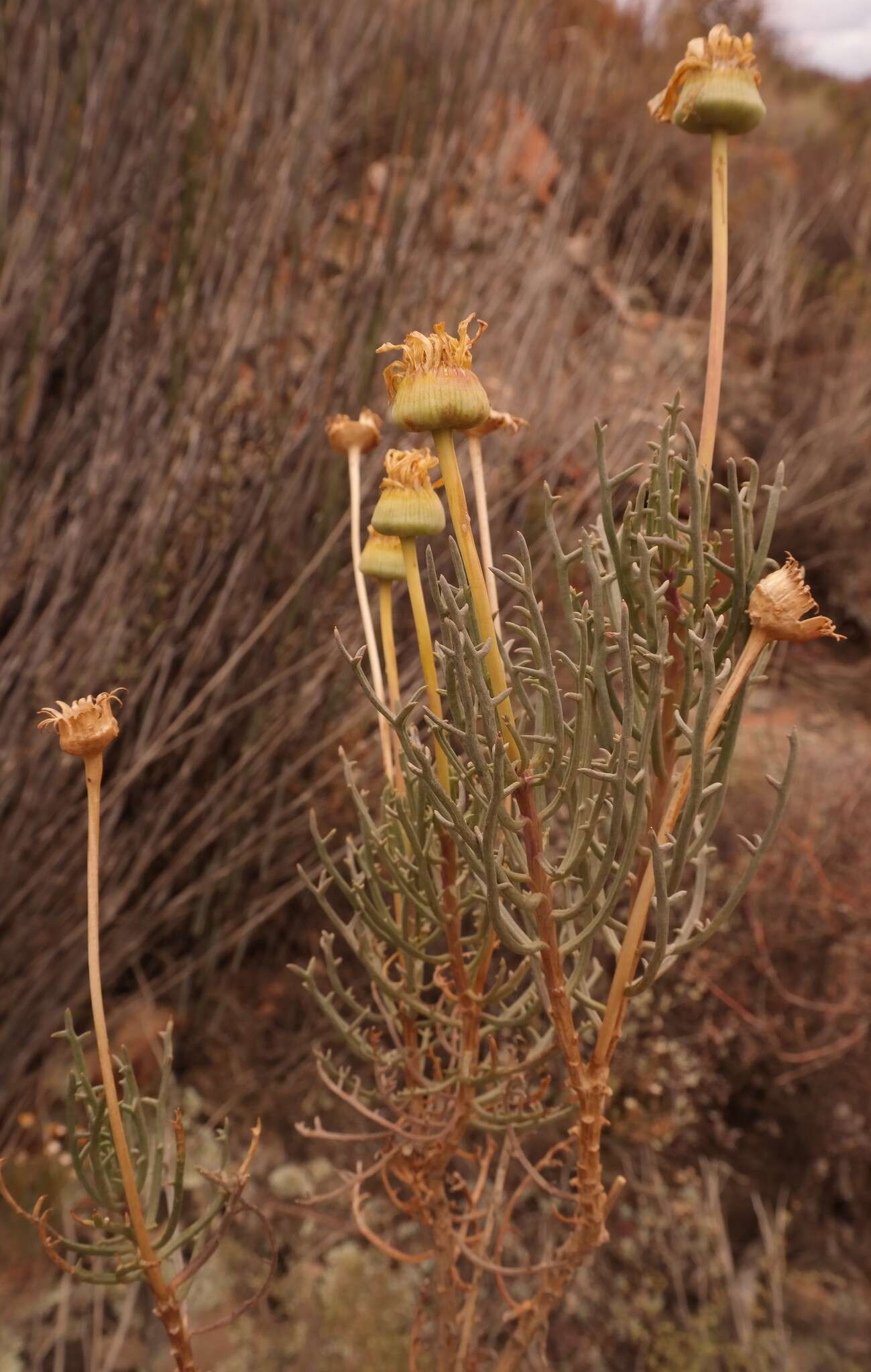 Image of Euryops brevilobus Compton