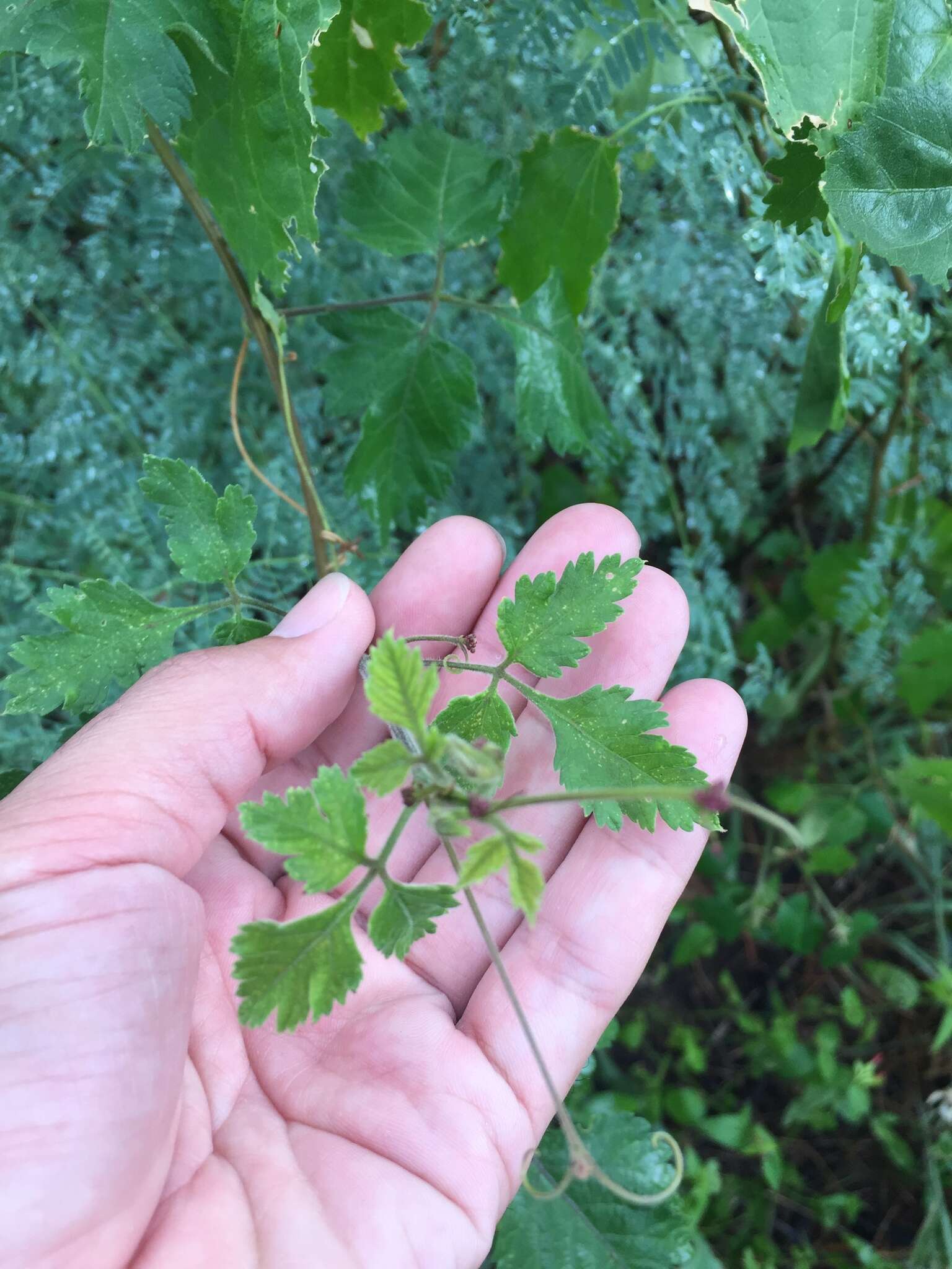 Urvillea chacoensis A. T. Hunziker的圖片