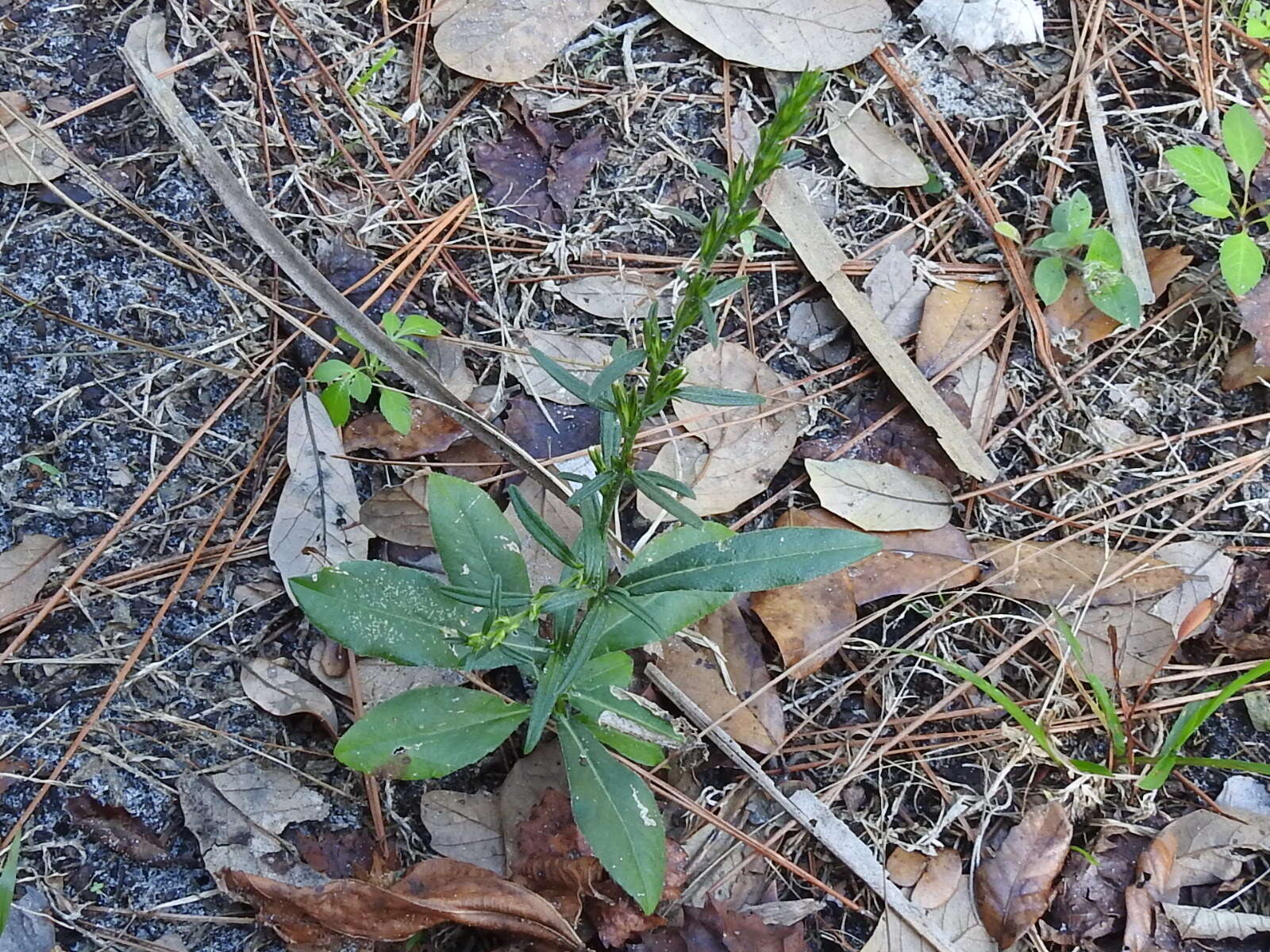 Image of dog's-tongue